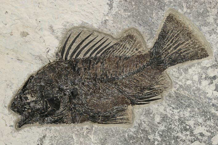 Fossil Fish (Priscacara) - Green River Formation #222866